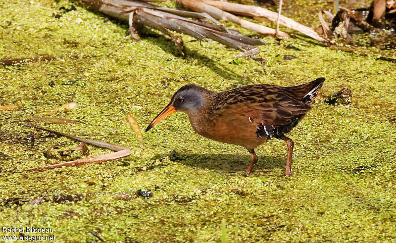 Virginia Railadult breeding, identification