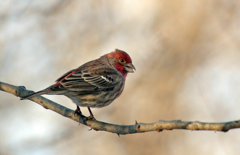 House Finch male