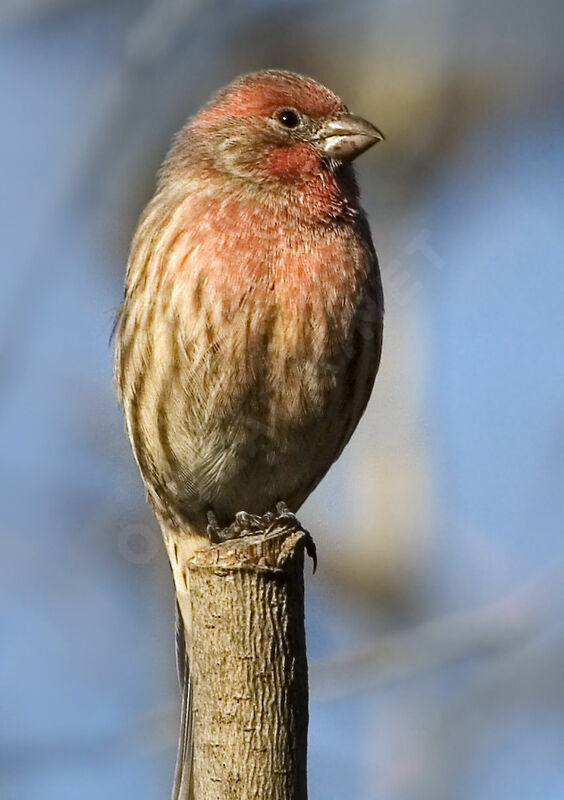 House Finch male