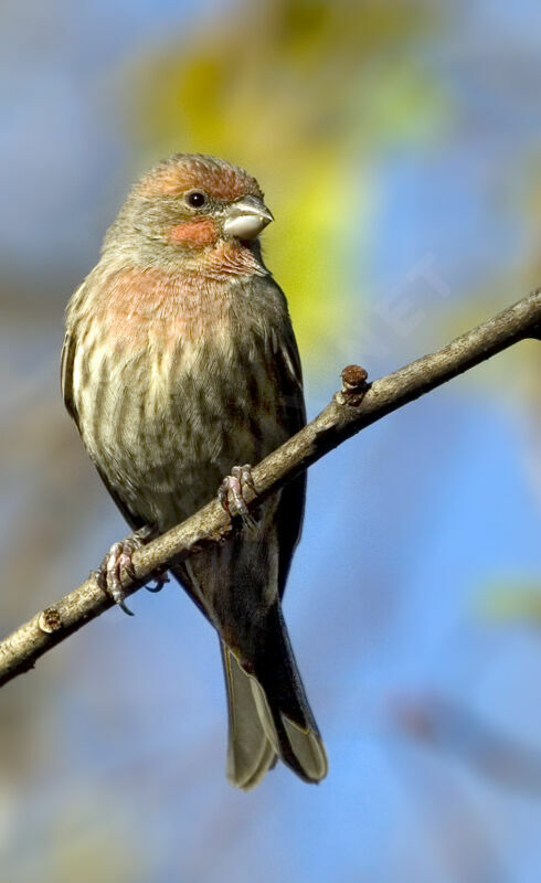 House Finch