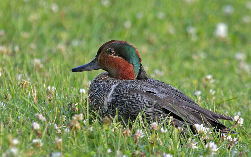 Sarcelle à ailes vertes