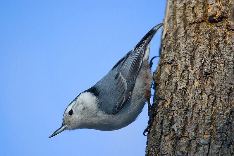 White-breasted Nuthatch