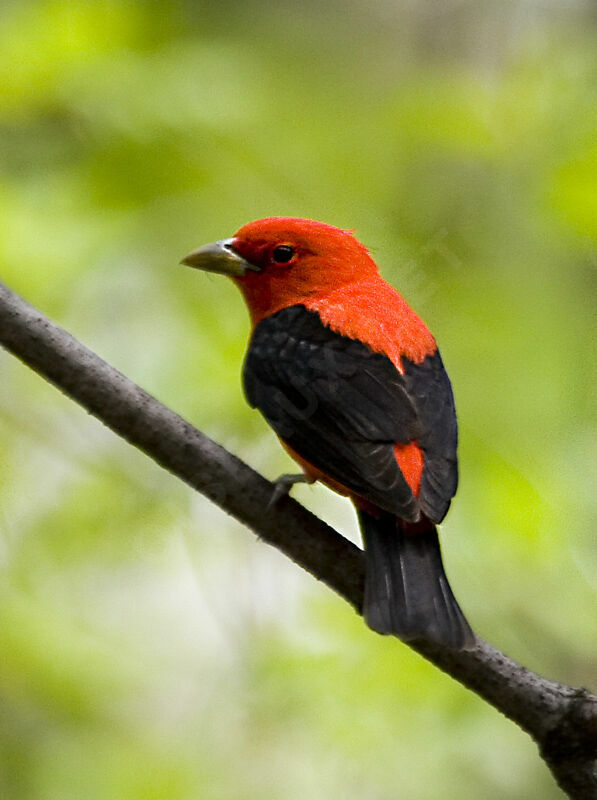 Scarlet Tanager male