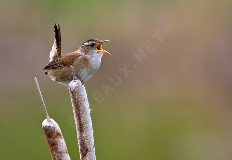 Marsh Wren, song