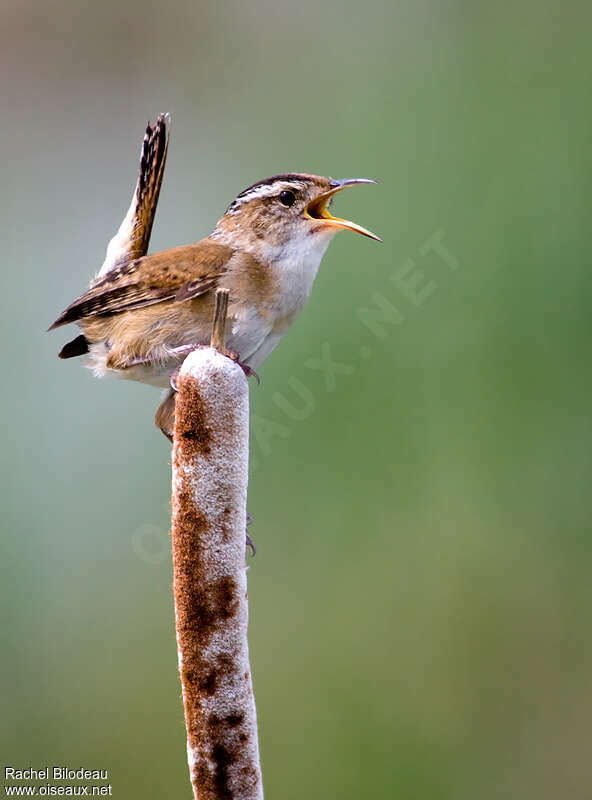 Marsh Wren male adult, identification, song, Behaviour