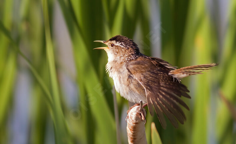 Marsh Wren, identification, Flight, Behaviour