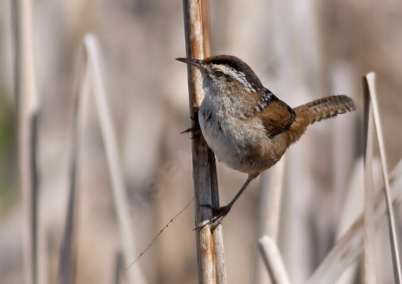 Marsh Wren, identification, Behaviour