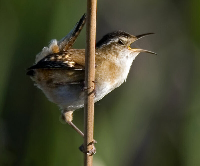 Marsh Wren