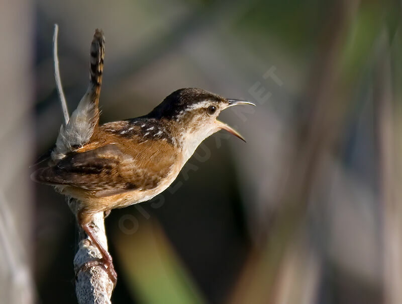 Marsh Wren