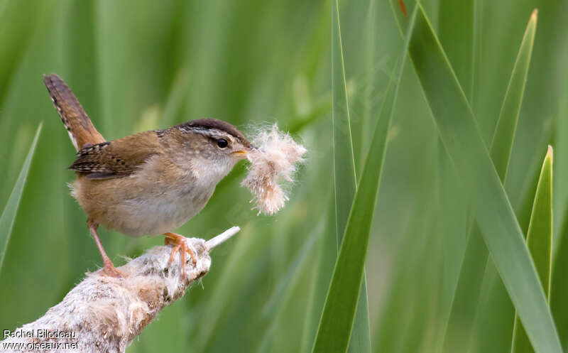 Marsh Wrenadult, Reproduction-nesting, Behaviour