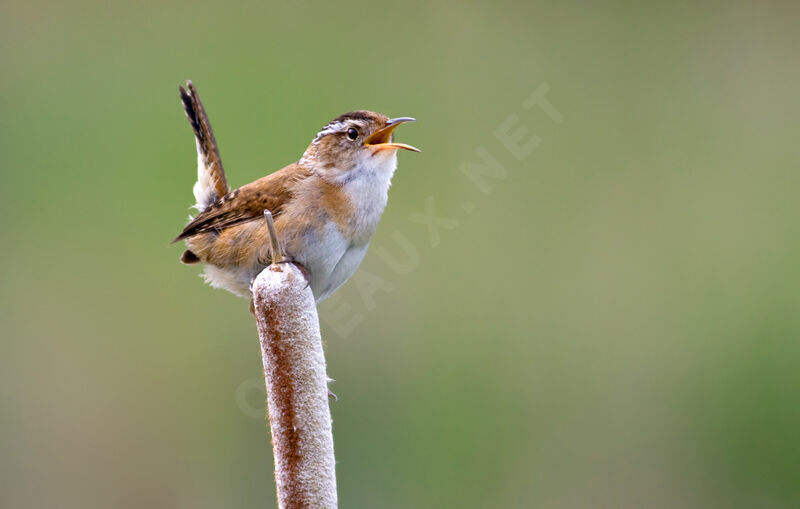 Marsh Wrenadult, identification, Behaviour