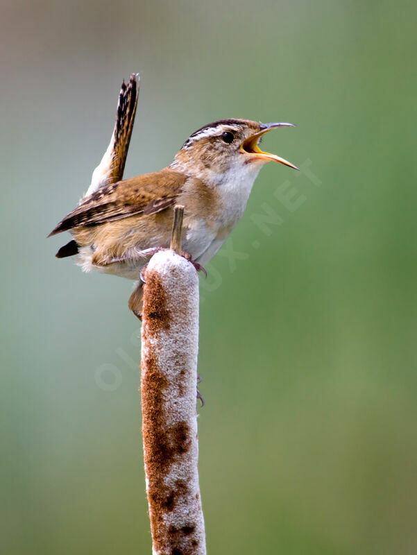 Marsh Wrenadult, identification, song, Behaviour