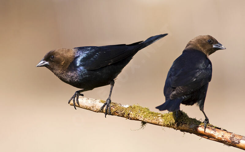 Vacher à tête brune , identification, Comportement