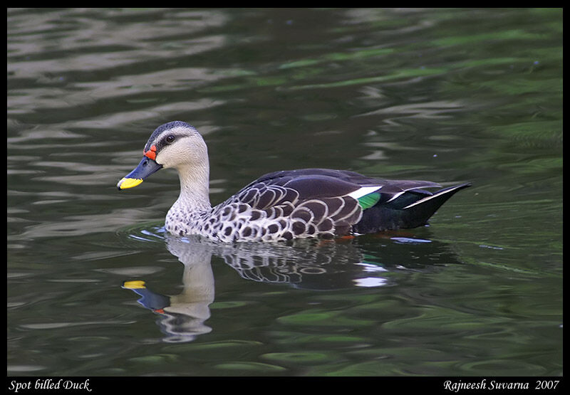 Canard à bec tacheté mâle adulte