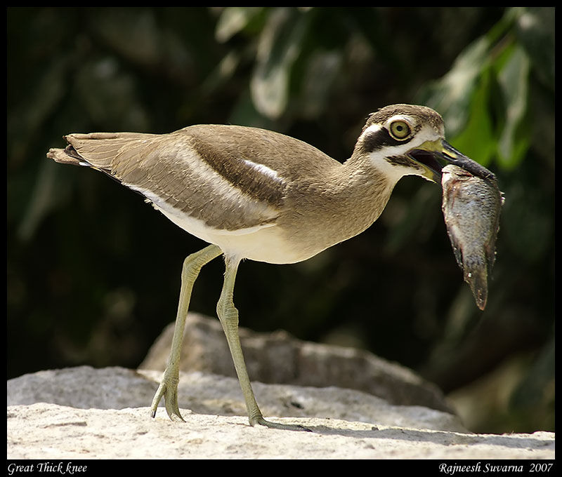 Great Stone-curlew