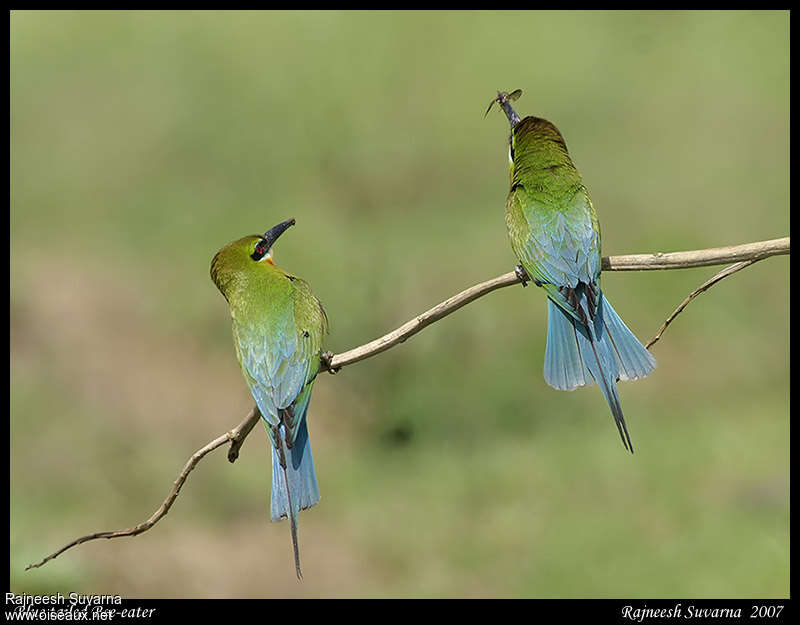 Blue-tailed Bee-eater, courting display