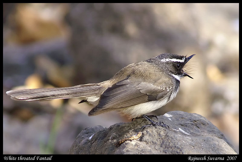 White-spotted Fantail