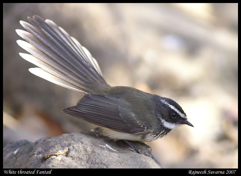 White-spotted Fantail