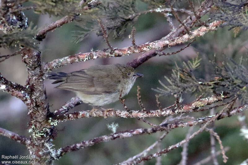 Acanthize de Nouvelle-Guinéeadulte, identification