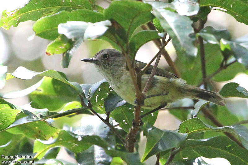 Acanthize des montagnesadulte, identification