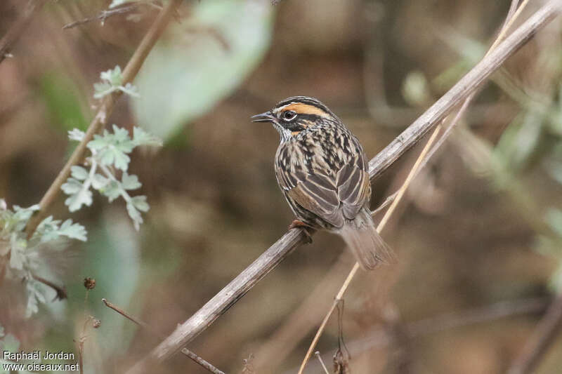 Rufous-breasted Accentoradult breeding, pigmentation