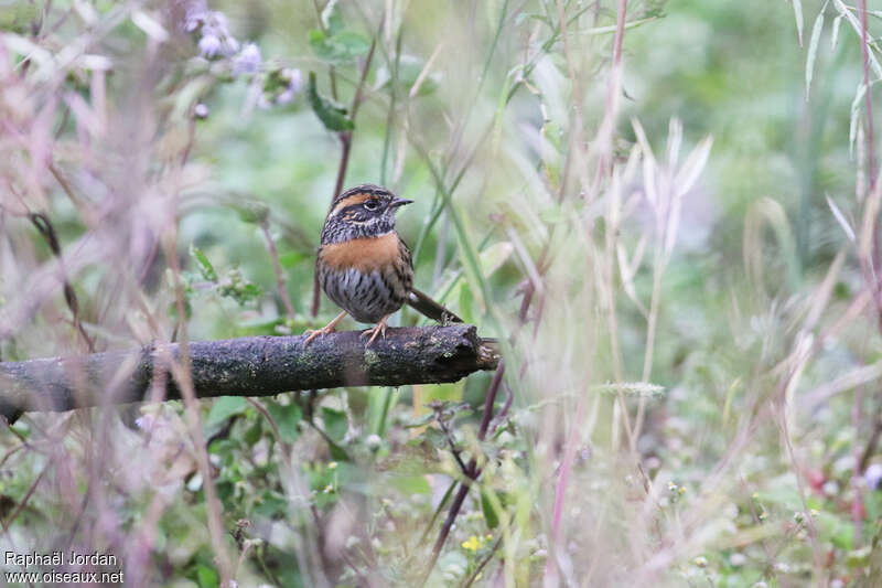 Rufous-breasted Accentoradult breeding, pigmentation