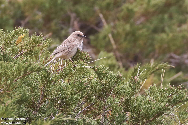 Kozlov's Accentor male adult, song