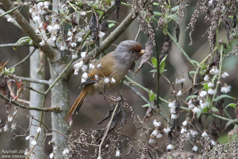 Rusty-fronted Barwingadult breeding, habitat