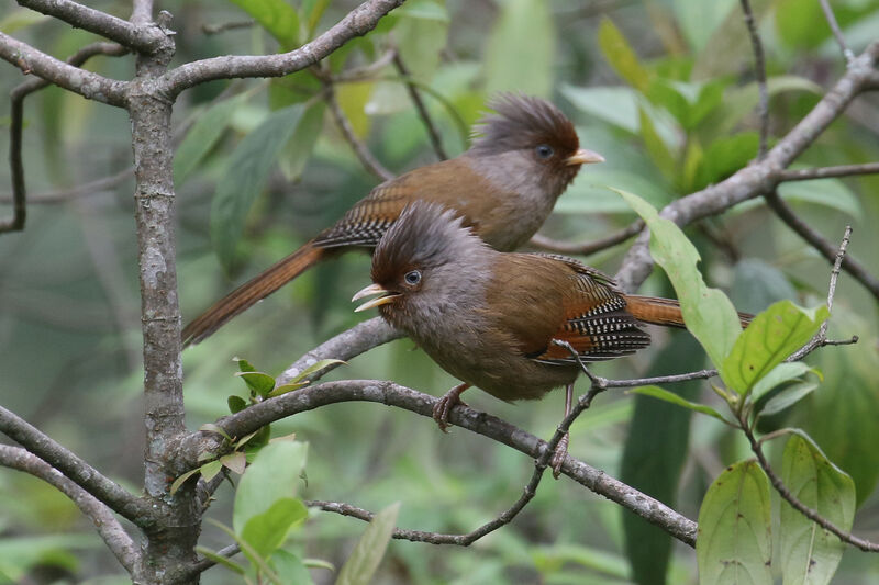 Rusty-fronted Barwingadult