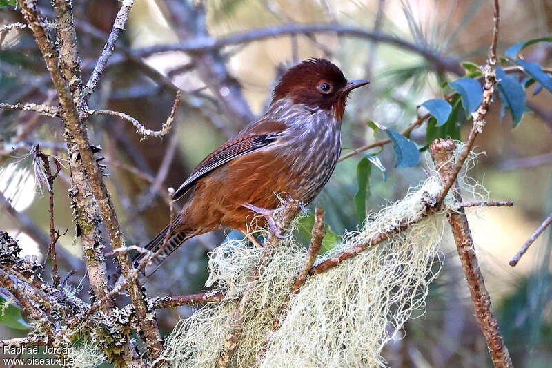 Taiwan Barwingadult