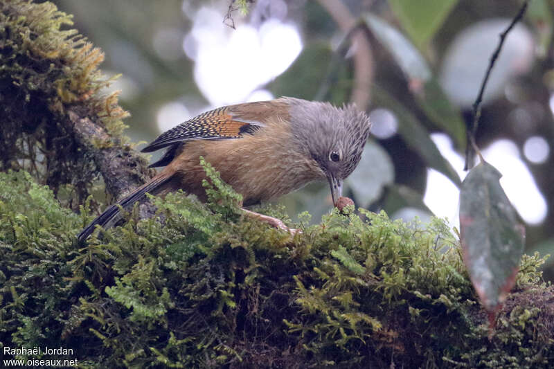 Actinodure de Waldenadulte, identification