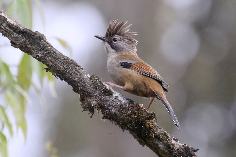 Hoary-throated Barwingadult