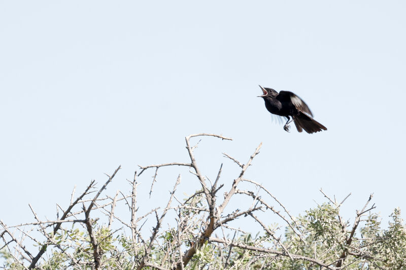 Hudson's Black Tyrant male adult, courting display