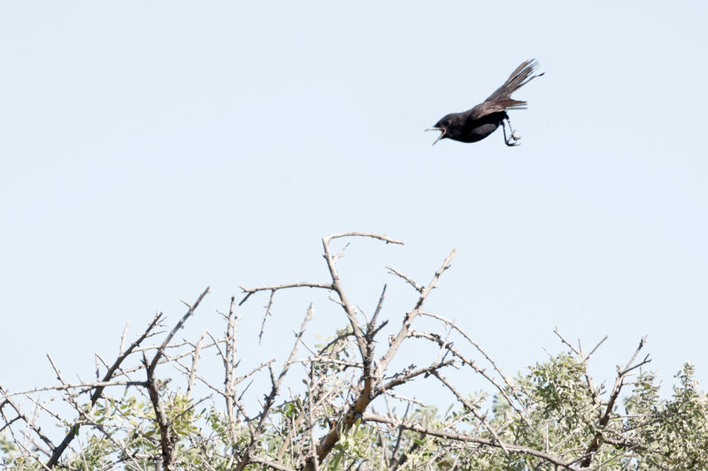 Hudson's Black Tyrant male adult, courting display