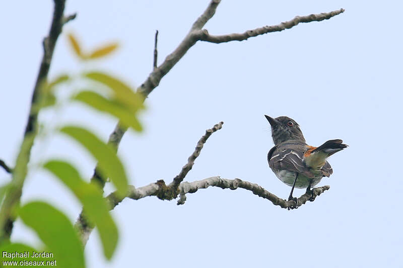 Ada du Caatinga femelle adulte, identification