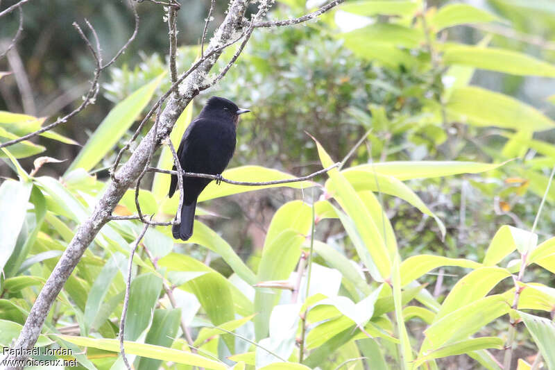 Velvety Black Tyrant female adult, identification