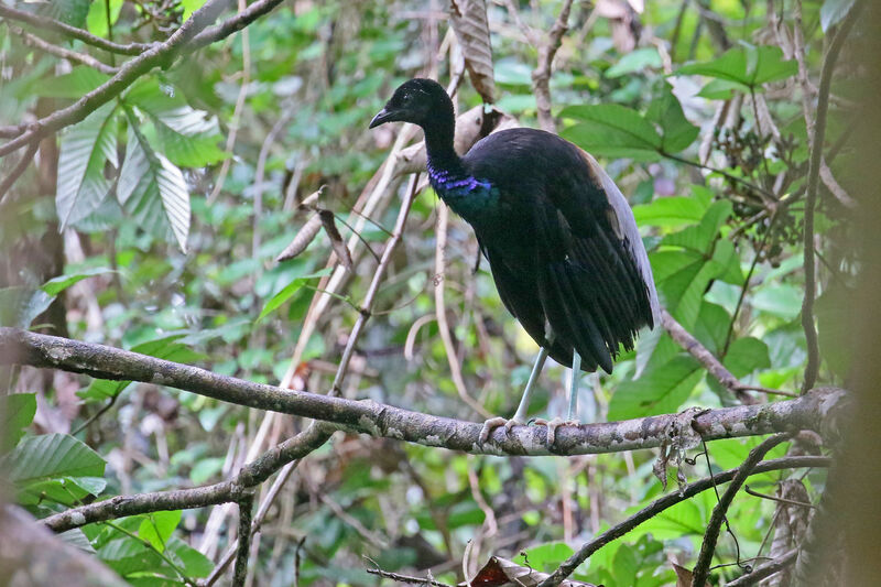 Grey-winged Trumpeteradult