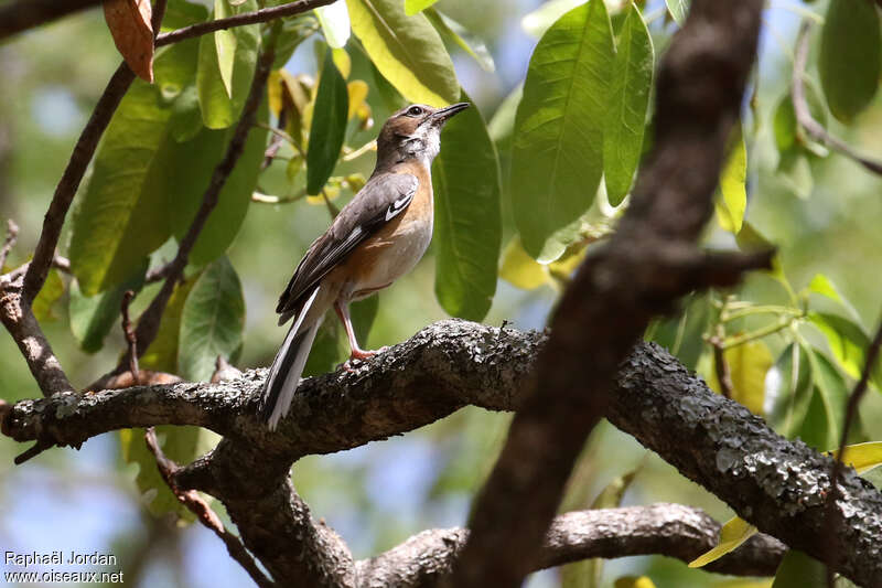 Agrobate barbuadulte, identification