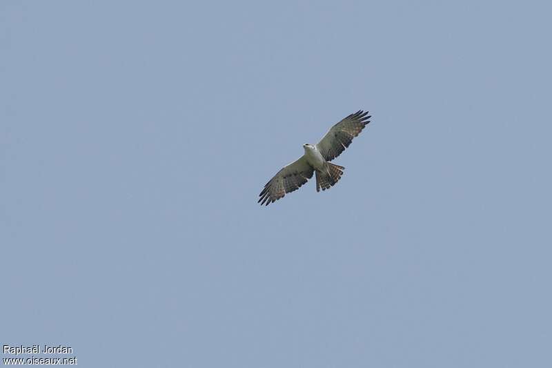 Aigle à ventre rouximmature, pigmentation, Vol