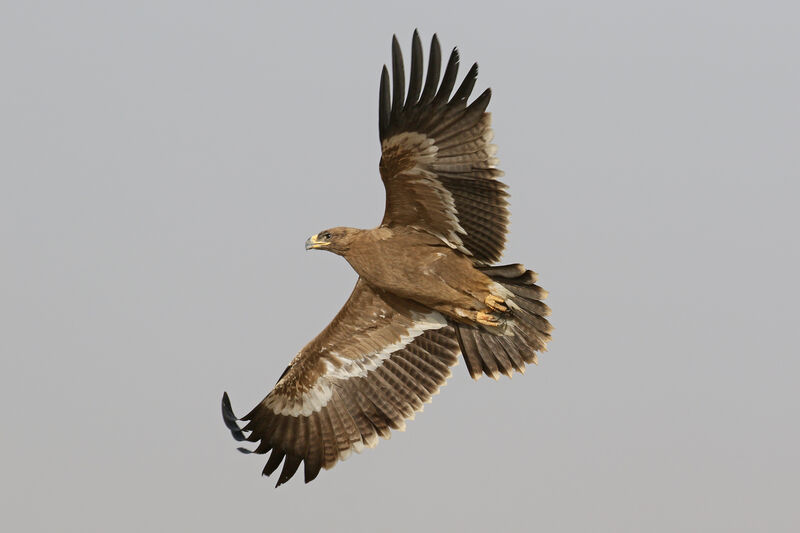 Aigle des steppes2ème année