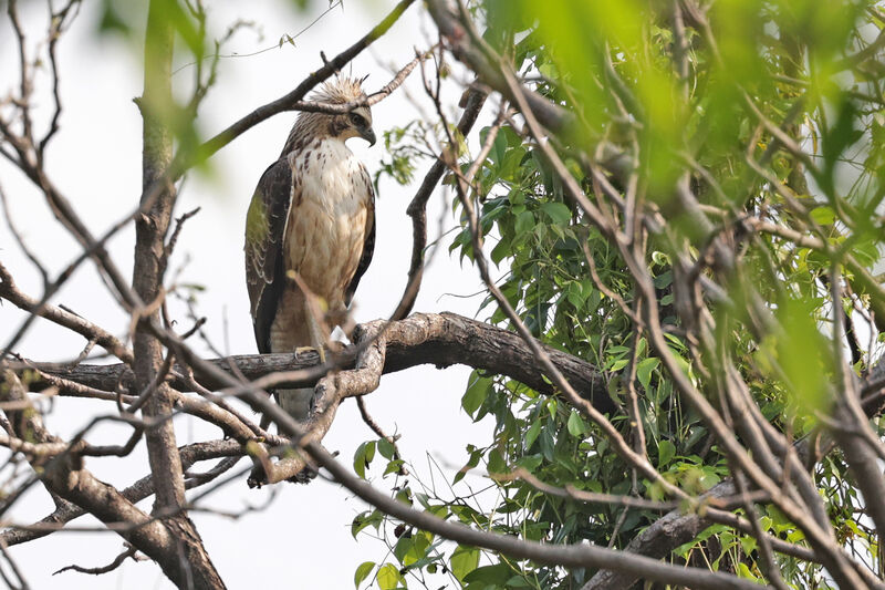 Mountain Hawk-Eagle