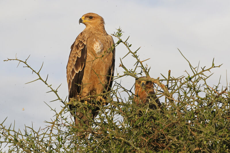 Aigle ravisseurimmature, identification