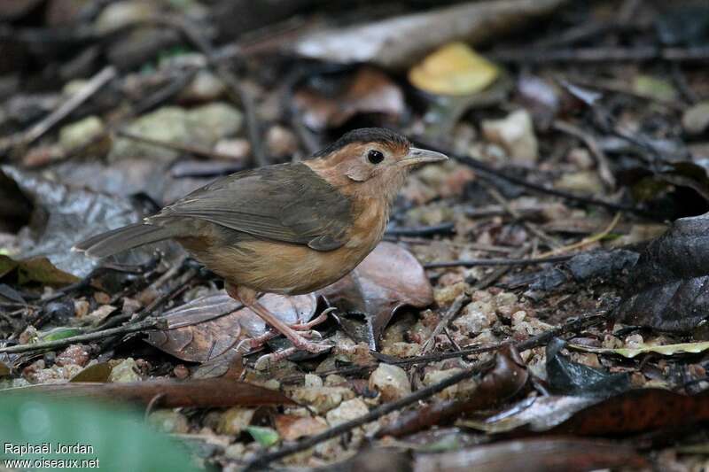 Brown-capped Babbleradult, identification