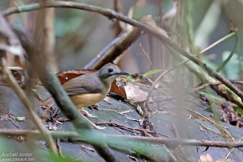 Leaflitter Babbler