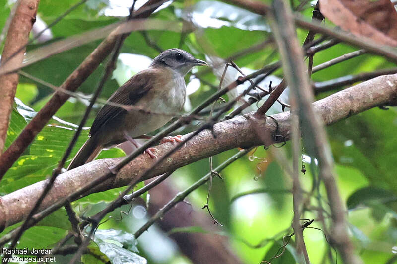 Pale-breasted Illadopsis