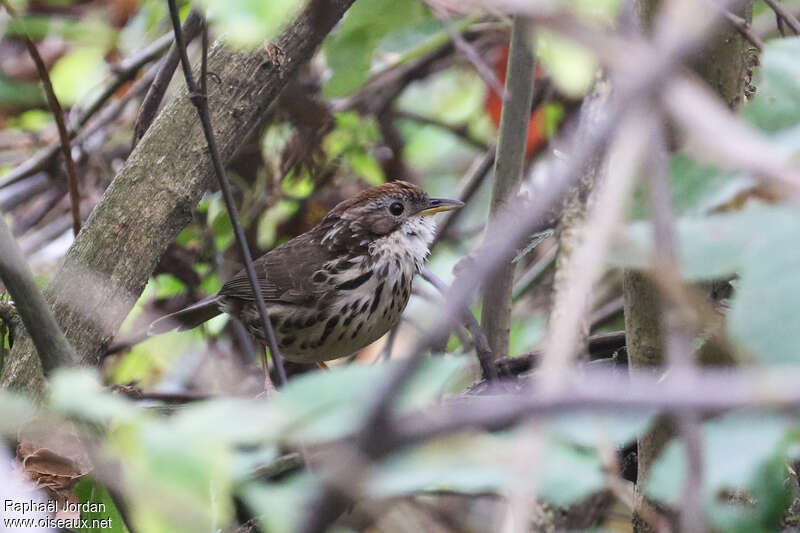 Akalat à poitrine tachetéeadulte, identification