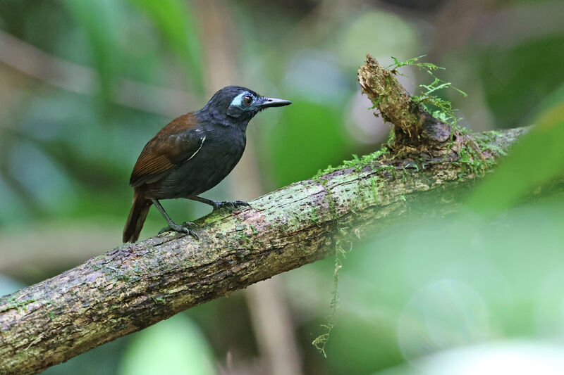 Chestnut-backed Antbird male adult