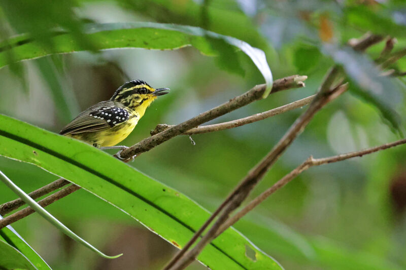 Yellow-browed Antbirdadult