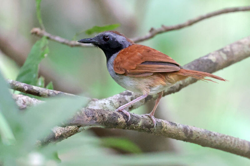 White-bellied Antbirdadult