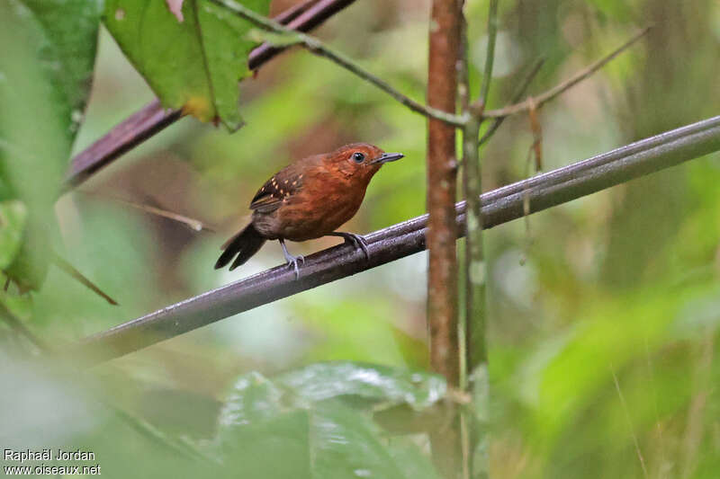 Slate-colored Antbird female adult